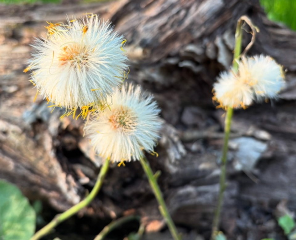 GuelphToday's tweet card. This week's On The Bookshelf Looks at Going to Seed: Essays on Idleness, Nature & Sustainable Work