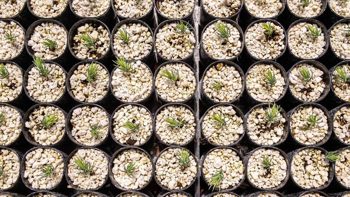 NMSUNews's tweet card. New Mexico State University’s John T. Harrington Forestry Research Center will host its next field day Aug. 22, featuring presentations by researchers and the center’s partners. The center is...