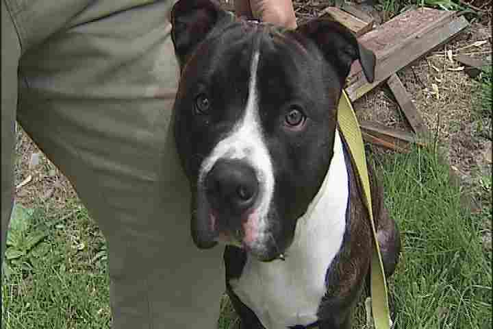 HomeSecConsult's tweet card. When Shawn and Hope Starry's pit bull, Chance, began barking and wimpering late on Wednesday night, the sleeping couple knew something must be terribly wrong. When they couldn't find an intruder, and...