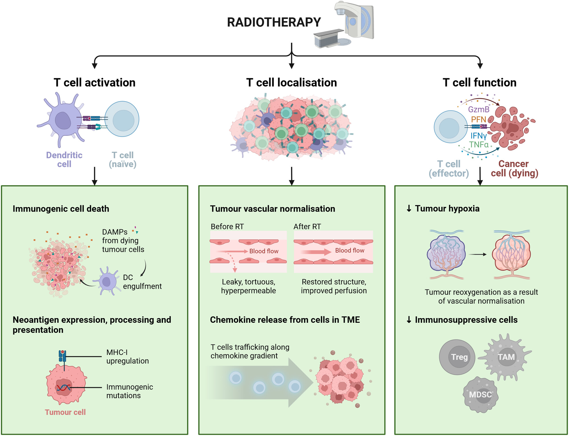 ClinTransImmuno's tweet card. While immune checkpoint inhibitors have shown remarkable success in solid tumours, the induction of T cell dysfunction limits their effectiveness, resulting in treatment resistance and relapse. This...