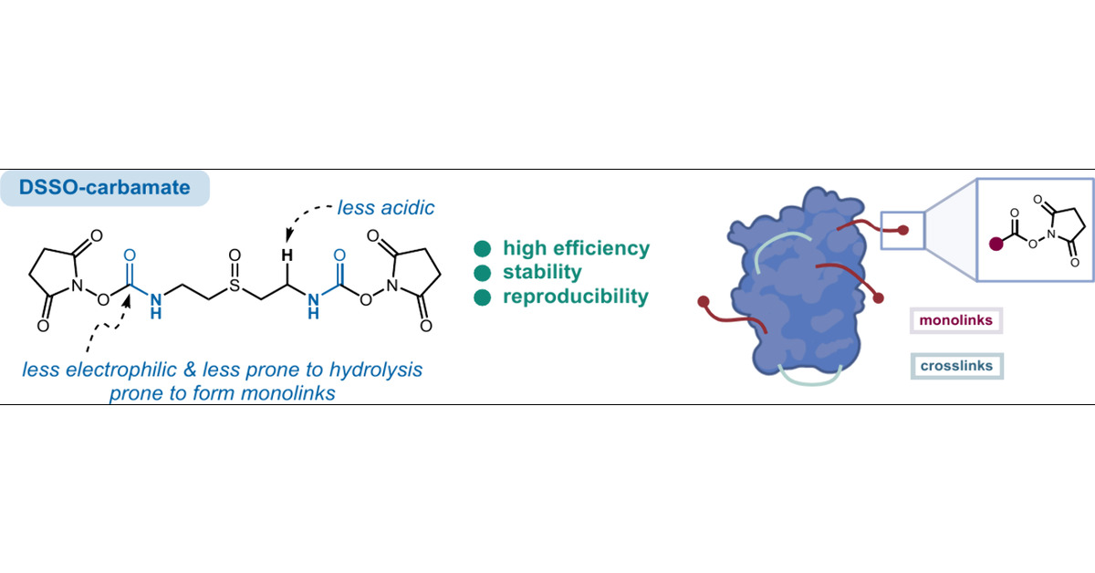 Jacob_srd's tweet card. Chemical cross-linking/mass spectrometry (XL-MS) has emerged as a complementary tool for mapping interaction sites within protein networks as well as gaining moderate-resolution native structural...