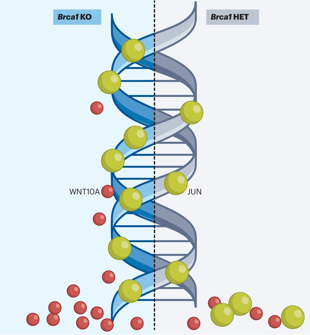 Carman_MC_Li's tweet card. Nature Genetics - The two-hit hypothesis suggests that a second mutation is necessary for cancer development in cells with a defective tumor-suppressor gene, such as BRCA1. However, a study now...