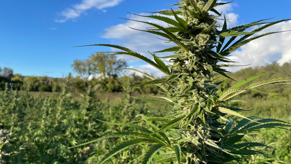 CBS6Albany's tweet card. The New York State Cannabis Control Board (CCB) approved 52 new adult-use licenses at its monthly public meeting, bringing the total number of licenses across t