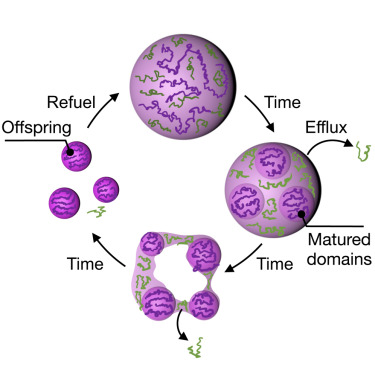 Ahanjit's tweet card. Fuel-dependent complex coacervate droplets require fuel to emerge, and, without it, they decay. Their non-equilibrium nature makes them a great model for synthetic life. Now, we show that these...