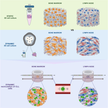 CellRepMethods's tweet card. Three-dimensional (3D) in vitro modeling is opening the doors to high-quality ex vivo systems for the study of blood cancers and their interaction with the tissue microenvironment. Barozzi et al....