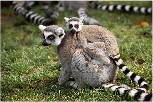 Knomascus's tweet card. Abstract. Background: The ring-tailed lemur (Lemur catta) is a charismatic strepsirrhine primate endemic to Madagascar. These lemurs are of particular inte