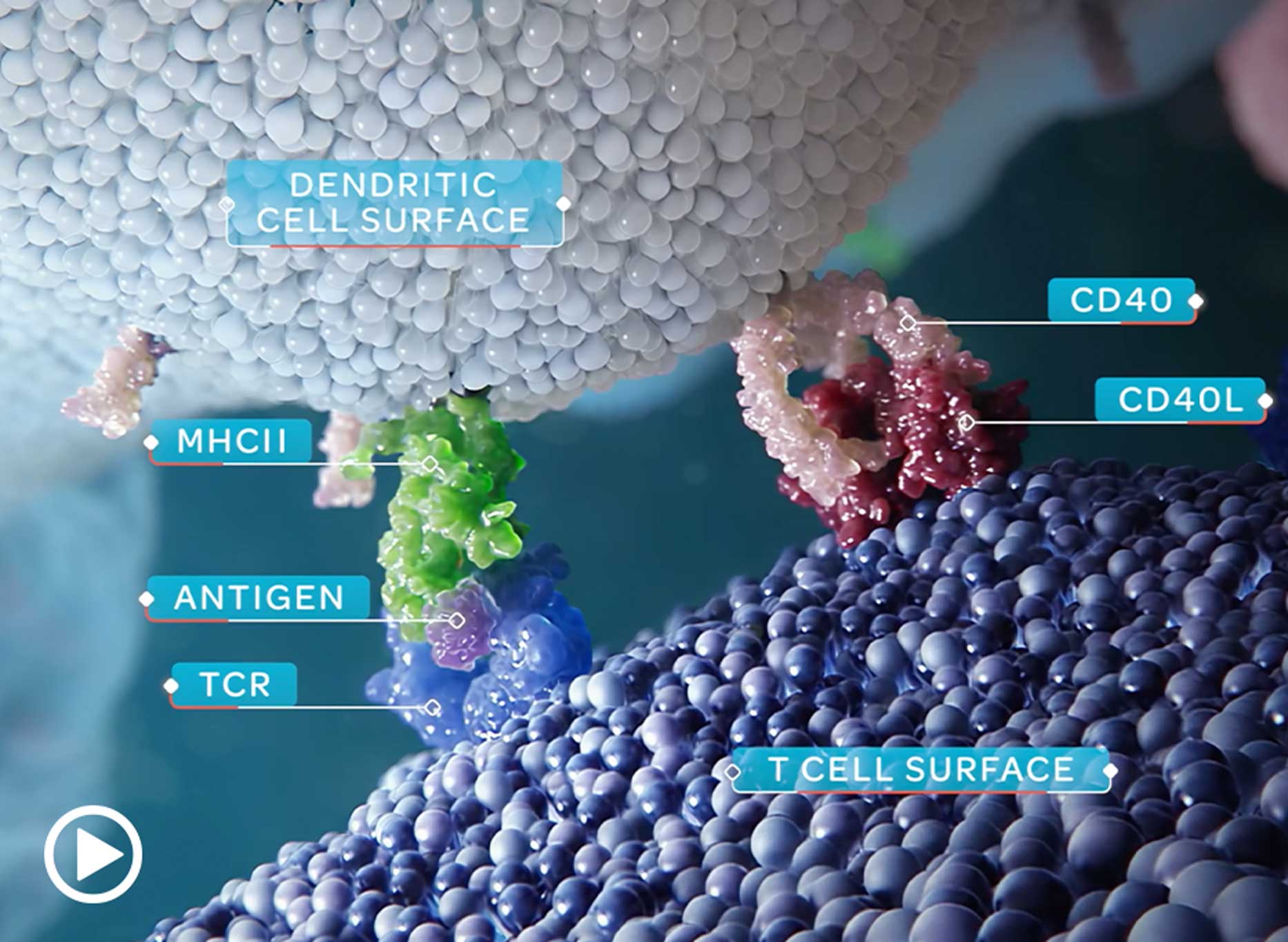 Eledon_Pharma's tweet card. TEGOPRUBART’s Multiple Mechanisms of Action Could Help Effectively Manage Immune Response Tegoprubart targets the CD40 ligand (also known as CD40L and CD154). Blocking CD40L has been shown to inhibit...