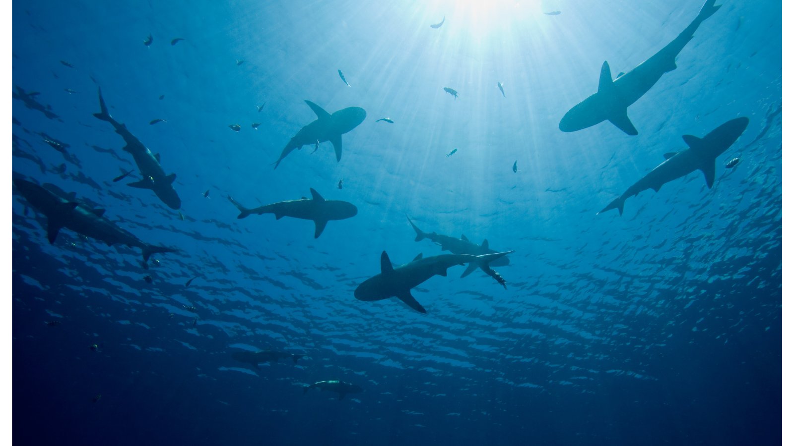 EnvironmentTex's tweet card. The amazing shark species in the Gulf of Mexico need to be respected and protected for the benefit of our oceans
