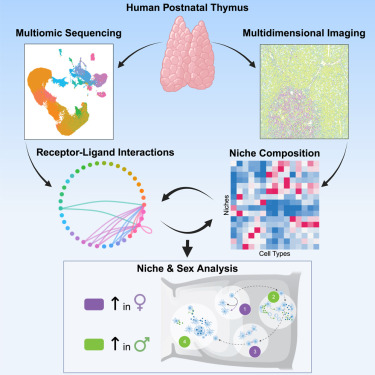 PZandstra's tweet card. Stankiewicz et al. generate a spatial multiomic resource of human postnatal thymus. Using a niche-centric approach, they show that sex-based differences in thymus biology and T cell development arise...