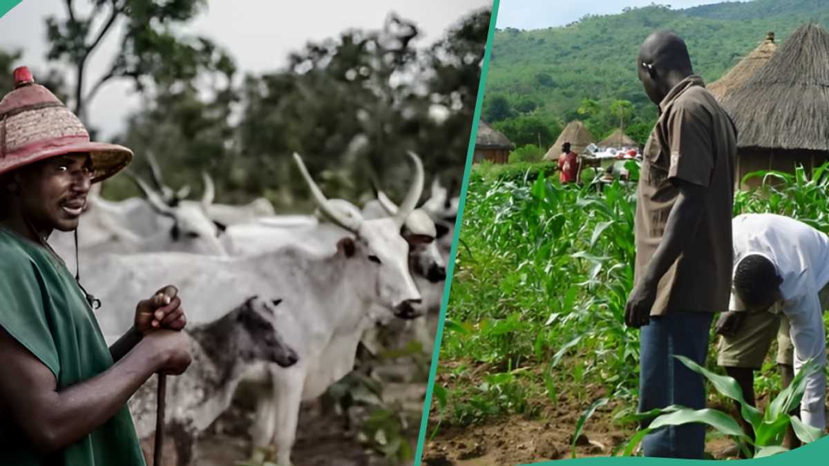legitngnews's tweet card. MACBAN blames Plateau killings on injustice, while Berom youths accuse Fulani militia of destroying 20,000 hectares, urging global, federal intervention.