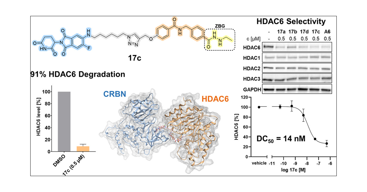 FKH_Lab's tweet card. Histone deacetylases (HDACs) are promising targets for epigenetic drug discovery. Additionally, targeted degradation of HDACs has emerged as a novel approach in medicinal chemistry and chemical...