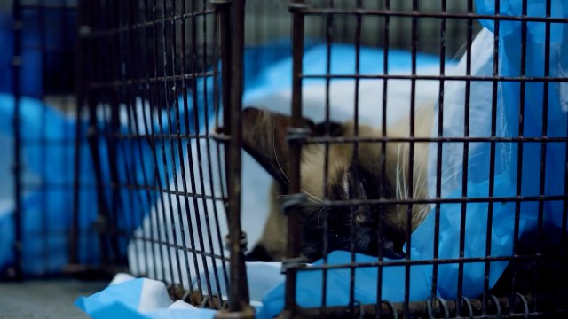 SNNTV's tweet card. More than 200 Siamese and Siamese-mixed cats are looking for new homes after they were rescued from a Manatee County home.