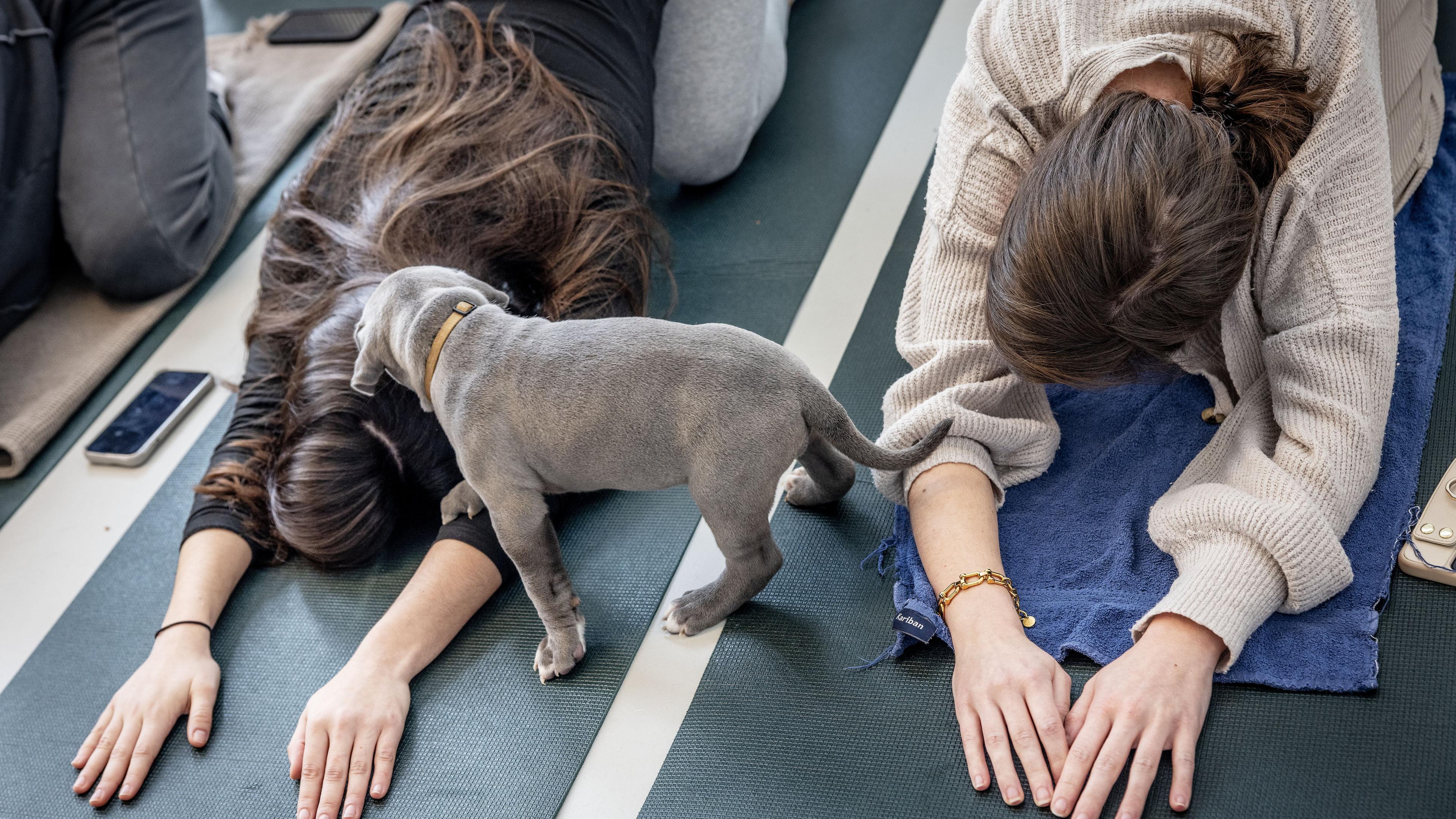 BertJanJV's tweet card. Er komt een verbod op ’puppy yoga’. Demissionair minister Piet Adema (Landbouw) buigt zich over dit plan nu vooral in Amsterdam jonge hondjes worden ingezet tijdens yogalessen. Hierdoor loopt de...