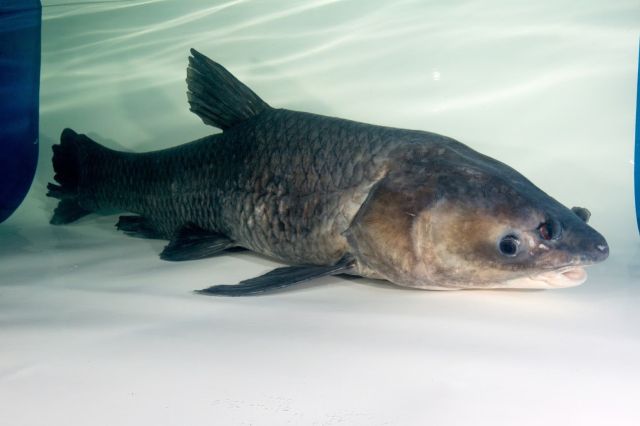 KeithIngramAR's tweet card. Arkansas Game and Fish Commission officials are offering up to $100 to anglers who catch and report invasive black carp, with the goal of mapping their spread in the Mississippi River Basin.