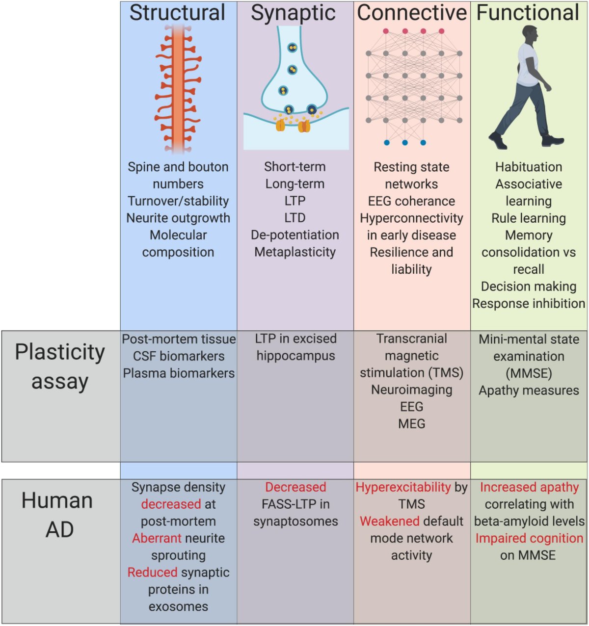 jojacksonhere's tweet card. Dynamic gain and loss of synapses is fundamental to healthy brain function. While Alzheimer’s Disease (AD) treatment strategies have largely focussed on beta...