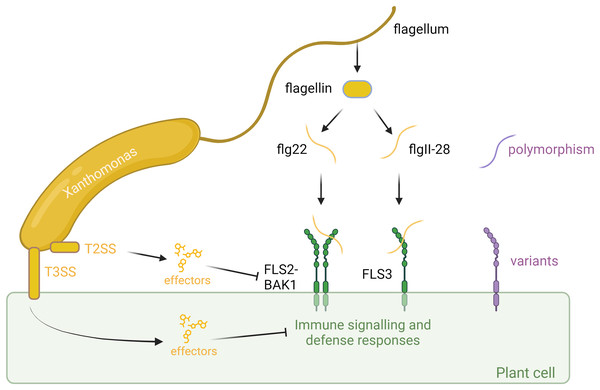 T3SS2's tweet card. Understanding the intricate interplay between plants and bacteria is paramount for elucidating mechanisms of immunity and disease. This review synthesizes current knowledge on the role of flagella in...
