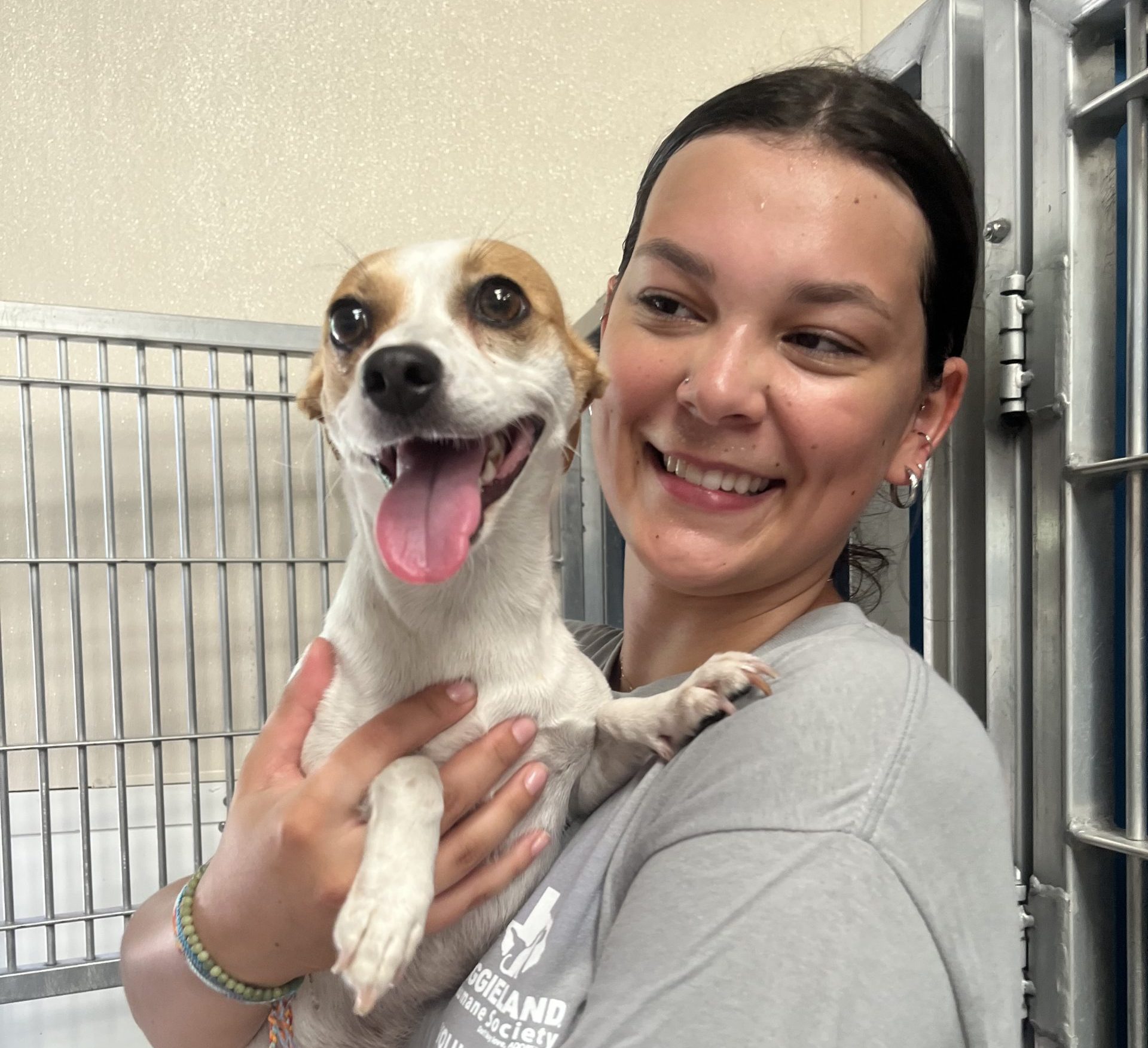 AggielandHumane's tweet card. Volunteer - Aggieland Humane Society