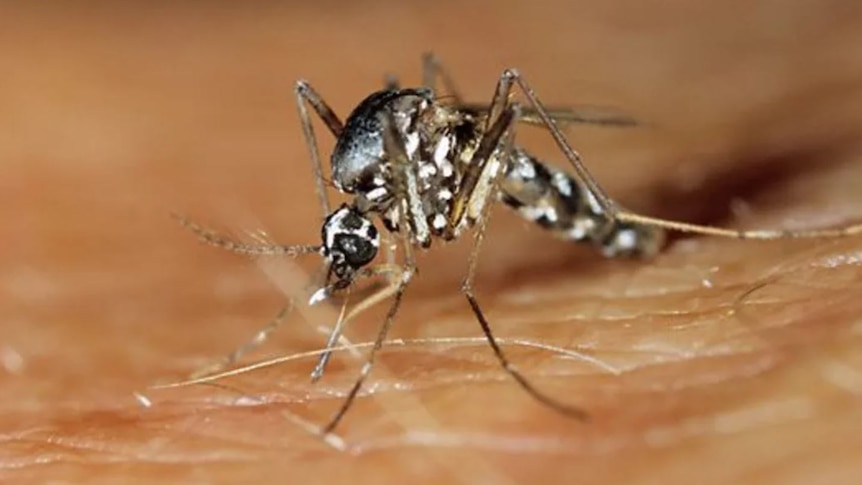 9DashLine's tweet card. Dengue cases in the Pacific are at their highest since 2016, with nearly 19,000 people affected, the World Health Organisation says.