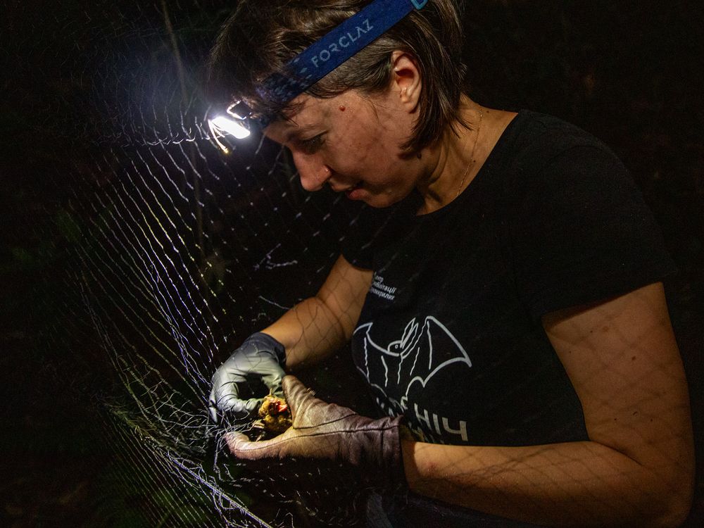 RalSimon's tweet card. Over the last two years, staff at the Ukrainian Bat Rehabilitation Center have worked to save bats from the dangers of the Russian full-scale invasion. Now, they join researchers at the Smithsonian...