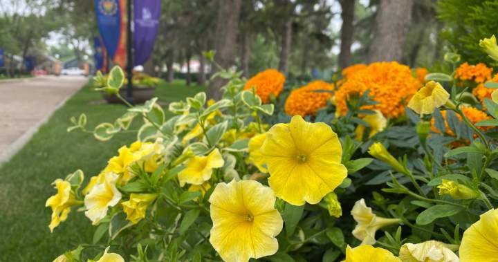 GlobalSaskatoon's tweet card. The second segment of Hidden Treasures: Saskatchewan's Government House focuses on the Edwardian Gardens and how the colourful plants bring meaning and life to the grounds.