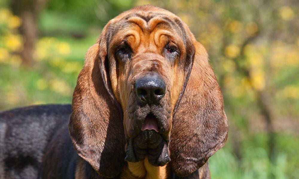 NormaJFHarrison's tweet card. Sign this petition to demand justice for a police dog who was allegedly fed dog food filled with nails in southern Italy.