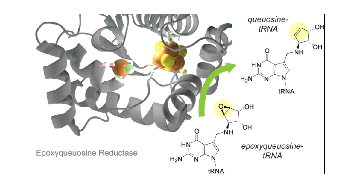 BrunerLab's tweet card. Post-transcriptional modifications at the anticodon stem-loop of tRNAs are key to the translation function. Metabolic pathways to these modifications often incorporate complex enzymology. A notable...