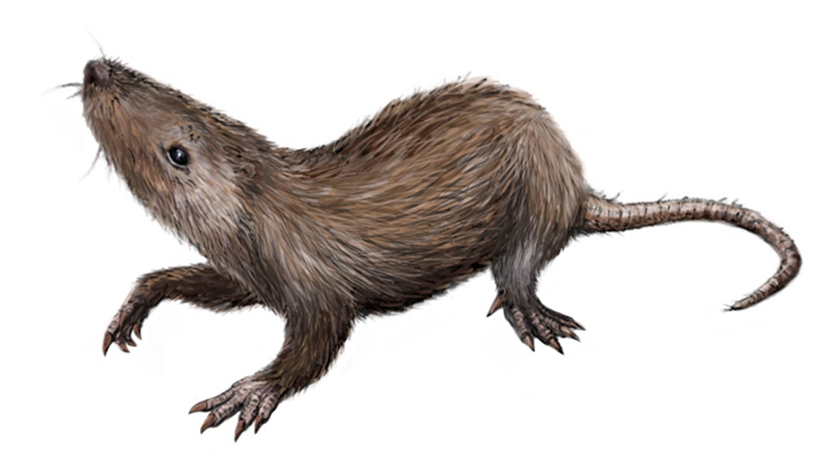 CosmosMagazine's tweet card. A new study looking at fossilised structures inside cells hints at our mammal ancestors’ nocturnal past when they lurked in the shadows of dinosaurs.