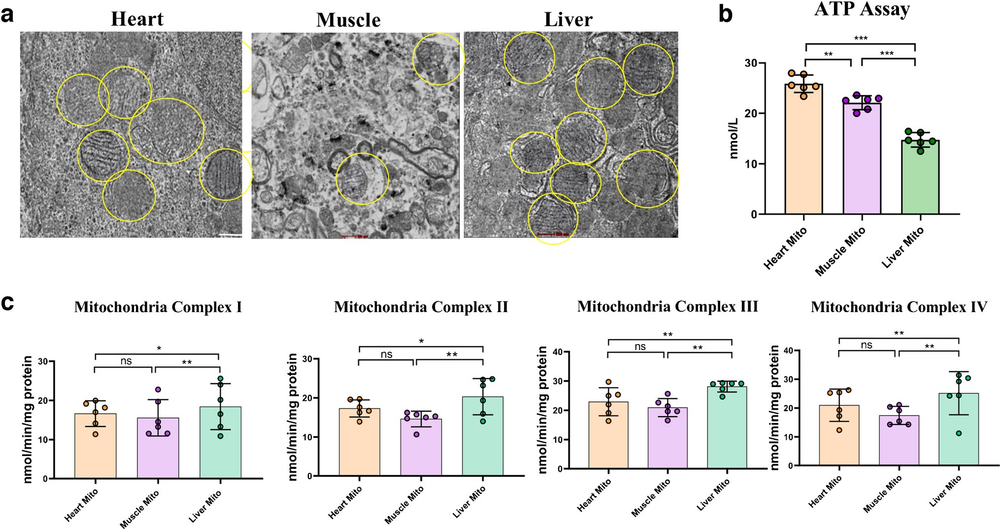 BrestoffLab's tweet card. Cell and Tissue Research - Mitochondria transplantation is an emerging therapeutic strategy with remarkable potential in treating various diseases associated with mitochondrial dysfunction. Despite...
