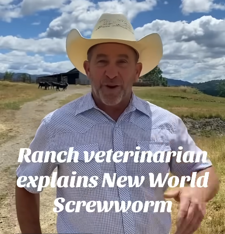 RanchVision's tweet card. In this video, Dr. Rich Brazil explains what New World Screwworm is and why this closure is an important step to protect U.S. herds and food safety.