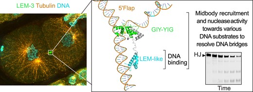 BembenekLab's tweet card. Abstract. Faithful chromosome segregation requires the removal of all DNA bridges physically linking chromatids before the completion of cell division. Whi