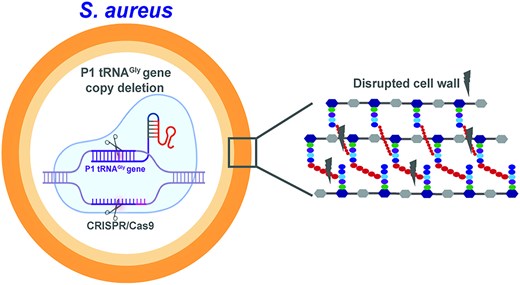 BaharogluZeynep's tweet card. Abstract. Redundancy in transfer RNA (tRNA) gene copies across species remains poorly understood and, in many cases, largely unexplored. In Staphylococcus