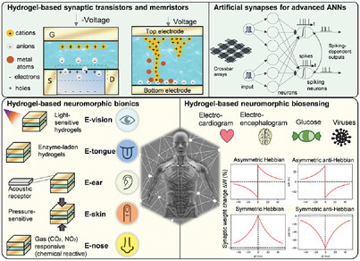 jrmstrng's tweet card. In this review, the current state-of-the-art in functional hydrogel-based transistors and memristors and their potential as artificial synapses are discussed. In doing so, an outlook on new biocomp...