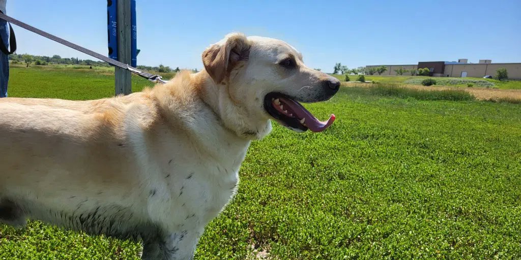 CJMENews's tweet card. Cathy Lauritsen Memorial Off-Leash Dog Park is one of five year-round off-leash facilities available for canines and their human companions to enjoy in Regina.