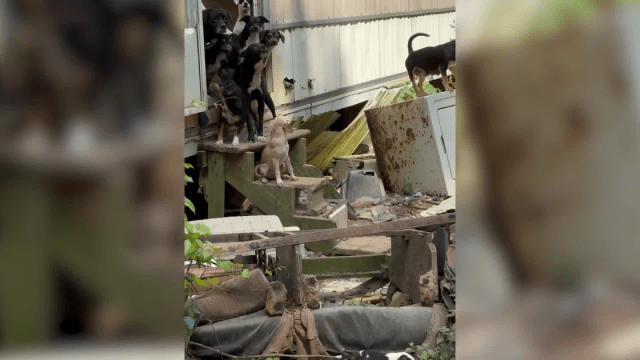 WDHN's tweet card. DOTHAN, Ala (WDHN) — For nearly two months, the Troy Animal Rescue Project has been saving animals from what organizers call a nightmare situation, but even after two deaths and all that time…