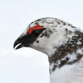 BirdNewsJapan's tweet card. 　長野県白馬高校国際観光科の3年生12人は、国特別天然記念物のニホンライチョウの餌となる高山植物を、白馬村の白馬五竜高山植物園で収穫した。大町市立大町山岳博物館は現在、3羽のひなを育てており、餌の高