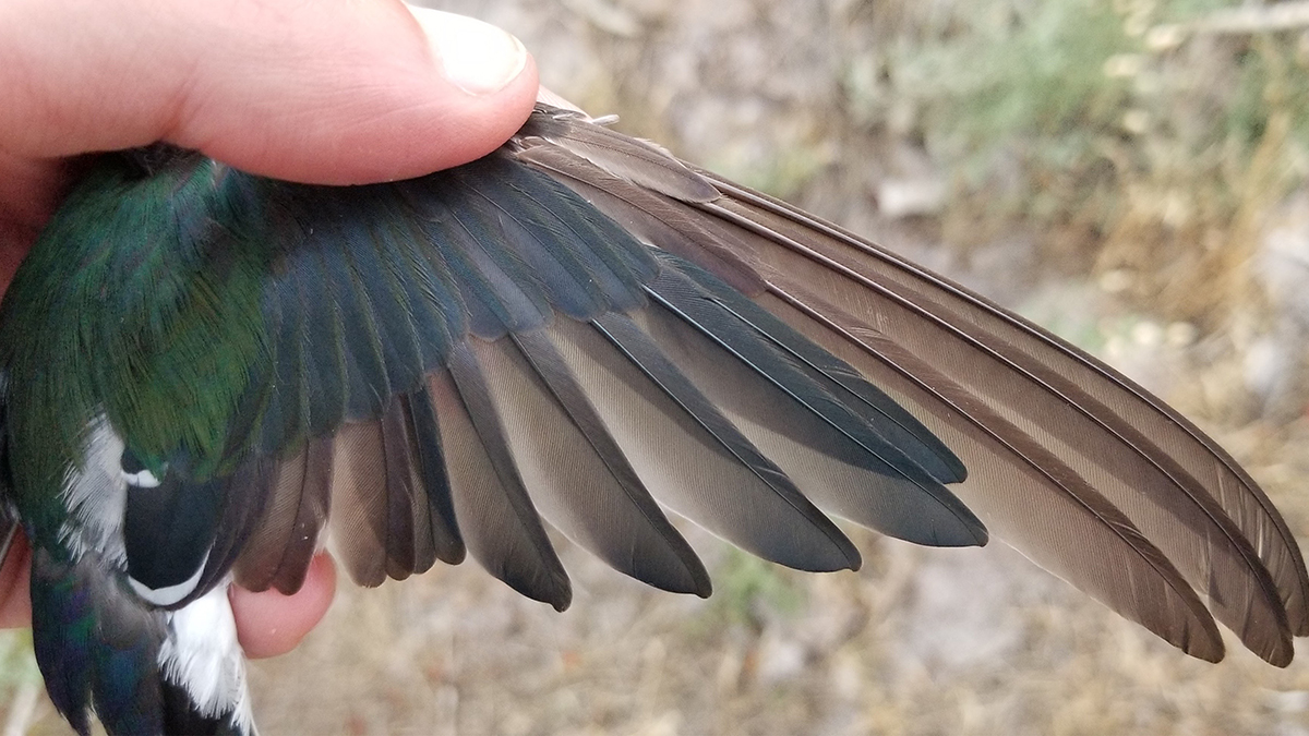 brianmaffly's tweet card. Study by U biologists taps data from 22,000 songbirds captured at Bonderman Field Station to reveal changes in how they replace their feathers