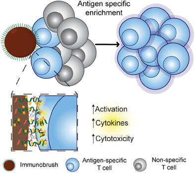 VerdoesM's tweet card. Adoptive T cell therapies have shown promising results in cancer treatment. Yet, generating substantial numbers of tumor-targeting T cells remains challenging. Existing methods lack physiological...