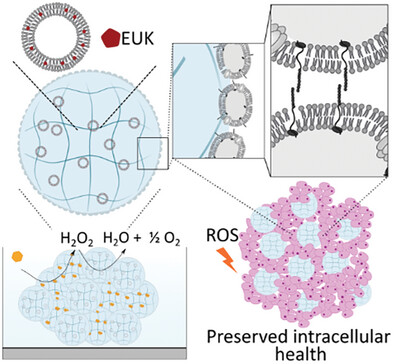 _pauladedios's tweet card. Artificial cells camouflaged with a cell membrane vesicle coating are able to assemble into synthetic aggregates that exhibit rudimentary communication capabilities. Additionally, when these artifi...