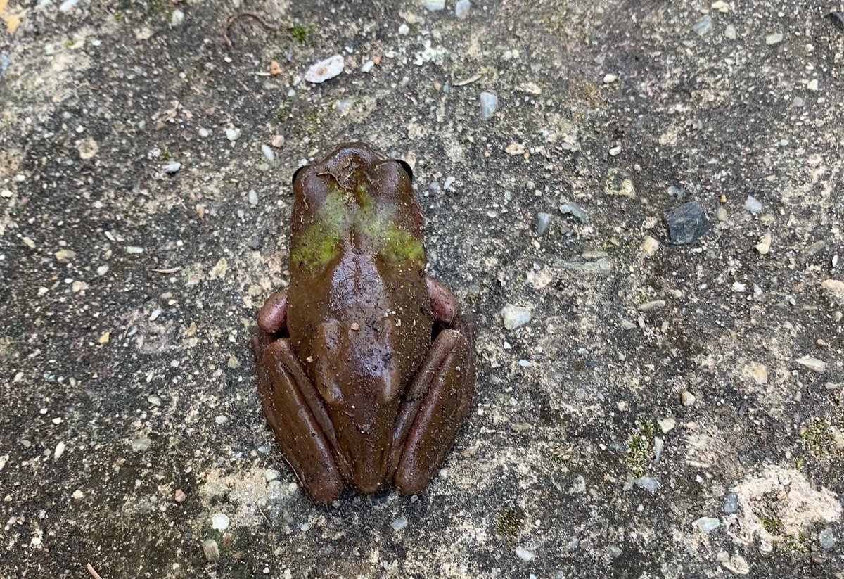 FrogIDAus's tweet card. In winter 2021, Australia’s frogs suffered a mass mortality event. As temperatures drop, we are worried it might happen again – we need you to help monitor our frogs.