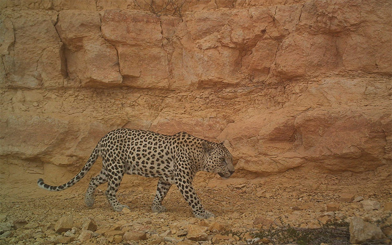 JimLabisko's tweet card. The release of captive bred Arabian leopards carefully selected for their genes could make a significant contribution to the successful recovery of the Critically Endangered wild population and avert