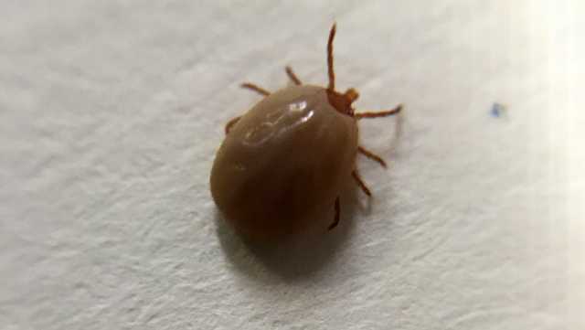 afpmb's tweet card. A disease called babesiosis involves parasites that first appear in rodents, and it's becoming more prevalent in Maryland.