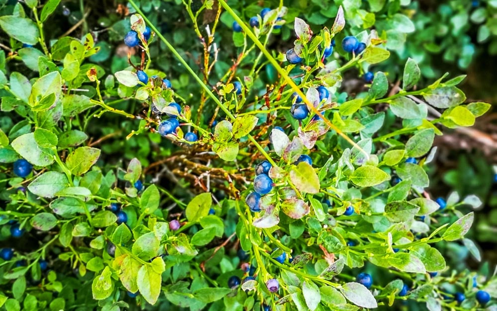paul_steele's tweet card. Whinberries have been used throughout the ages for different eye treatments. The plant has also been used to treat various conditions such as chronic fatigue