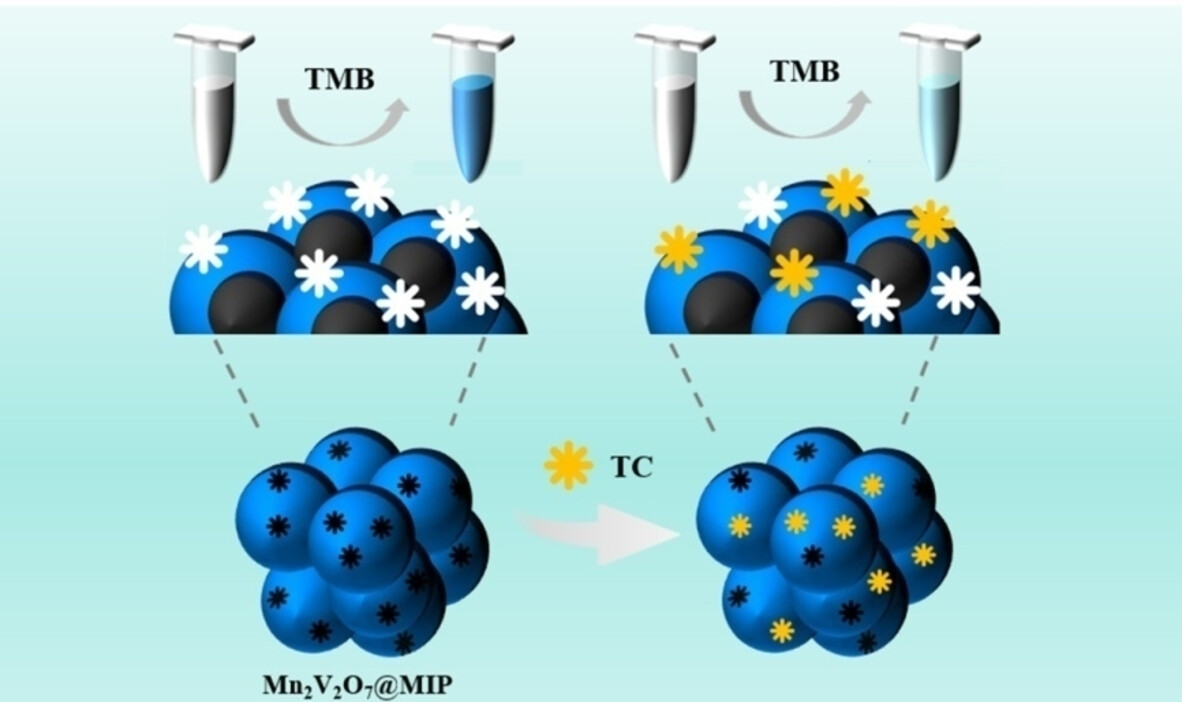 ChemNanoMat's tweet card. With molecular imprinting technique, a highly selective tetracycline detection platform was developed on Mn2V2O7 which shows perfect oxidase-mimic activity.