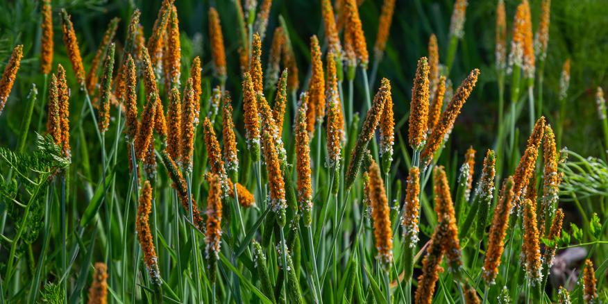 EarlhamInst's tweet card. Genomic advances reveal how similar weeds can dominate wheat fields that are geographically separated by over 5,000 miles.