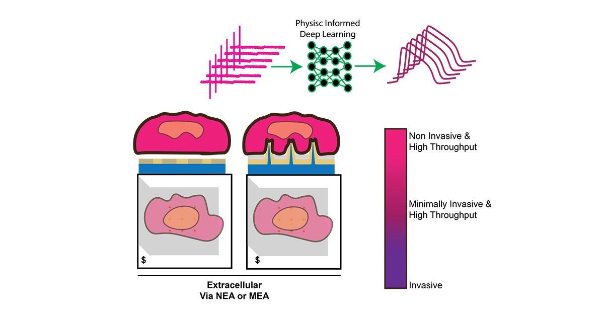 UCSDJacobs's tweet card. Researchers have developed a noninvasive method to monitor the electrical activity inside heart muscle cells from the outside, avoiding the need to physically penetrate the cells. The method relies...