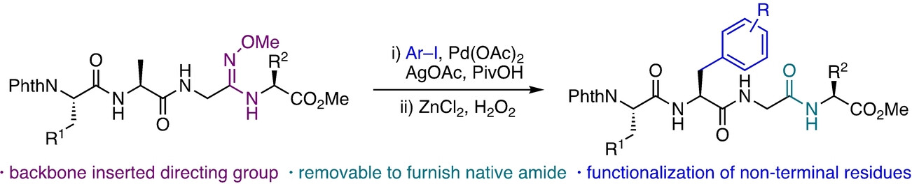 Tomhflser's tweet card. A Pd-catalyzed C(sp3)−H arylation of peptides has been developed, directed by an amidoxime ether, which can be incorporated into peptides at any amide bond. The backbone-installed directing group...
