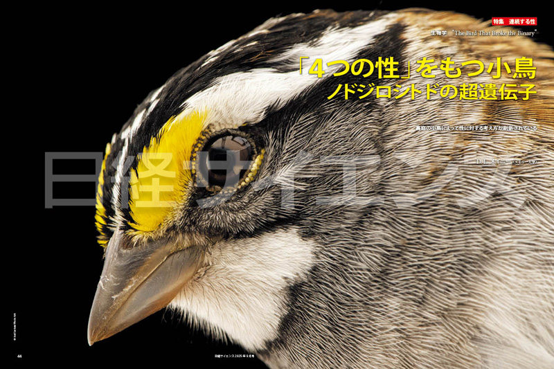 NikkeiScience's tweet card. 裏庭は春。あなたは小さな茶色の鳴き鳥のつがいが飛び回り，白い喉が日光できらめくのを見ている。片方の鳥は頭頂部に黒と白の目立つ縞模様があり，時々「オールド・サム，ピーボディ，ピーボディ，ピーボディ」と大声で歌う。もう片方は … 続きを読む →