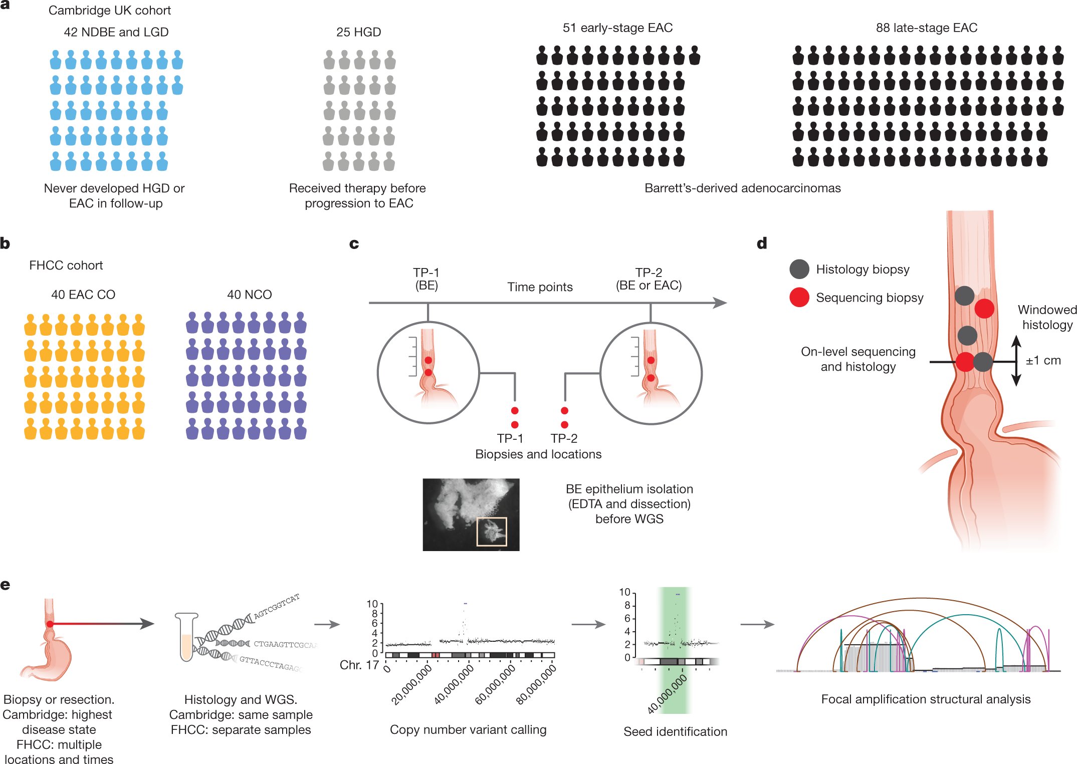 mvicaracal's tweet card. Nature - An analysis of whole-genome sequencing data from patients with Barrett’s oesophagus or oesophageal ademocarcinoma shows that extrachromosomal DNA (ecDNA) is strongly associated with...