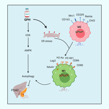 LesinskiLab's tweet card. Nagaraju et al. have identified that paricalcitol (P) plus hydroxychloroquine (H) potentiates the efficacy of gemcitabine (G) in PDAC. GPH treatment induces ER stress and autophagy with M1 polariza...