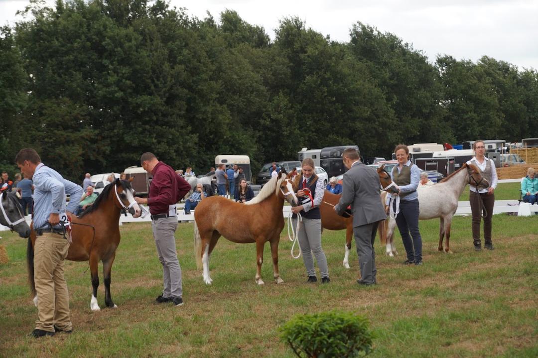 LocoMediaGroep's tweet card. OLDEBROEK - Op zaterdag 9 augustus 2025 vindt de 19e editie van de Dragon Welsh Pony Show plaats op het terrein van Boerderijmuseum De Bovenstreek in Oldebroek. Dit jaarlijkse evenement trekt...